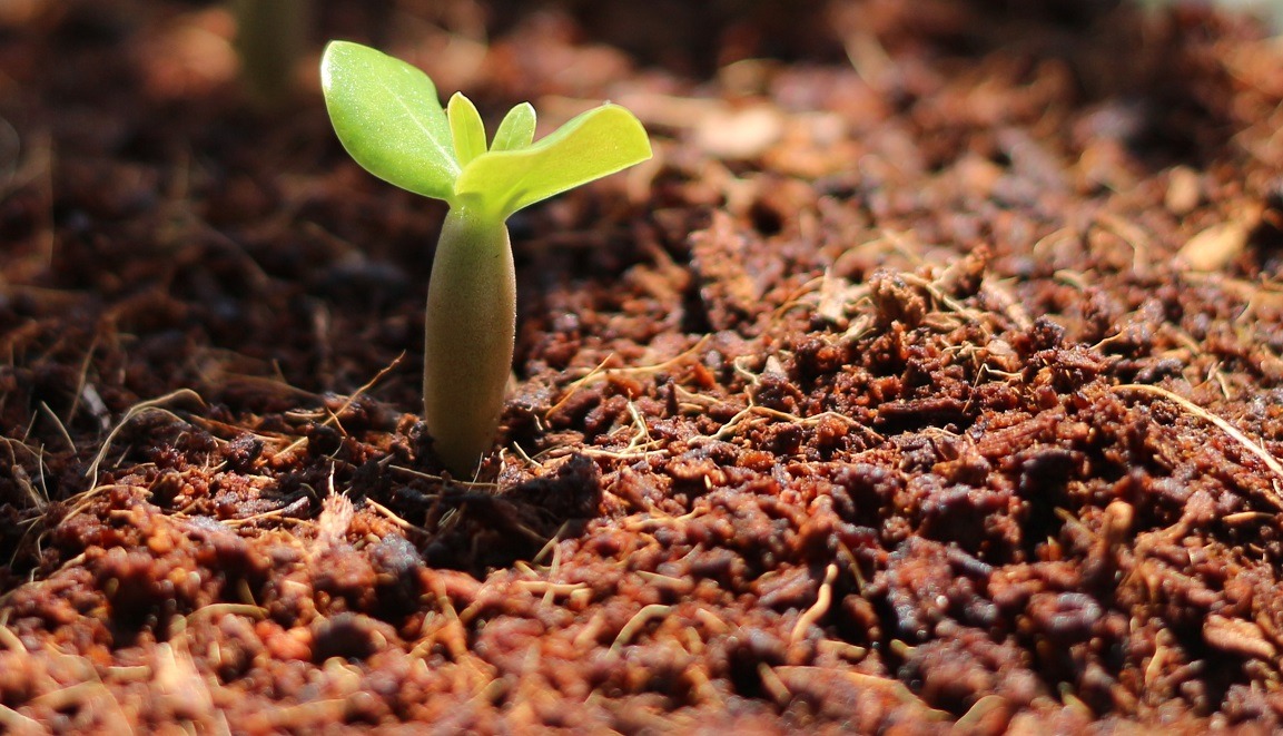 Proper planting and germination of Ademium seends